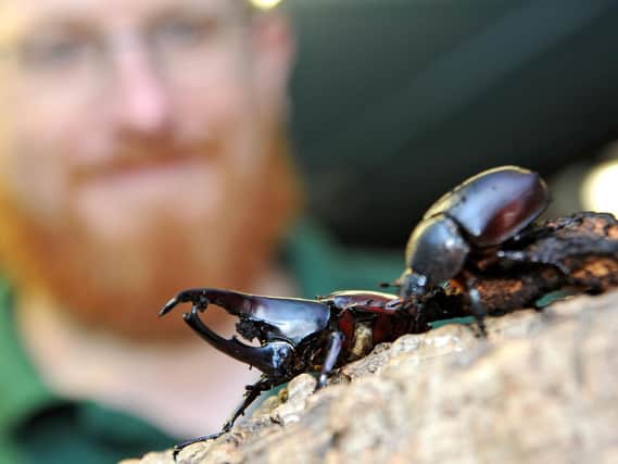 Rhinoceros beetles are one of the most impressive insects on display at the farm