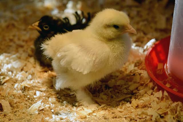 Chicks have just hatched