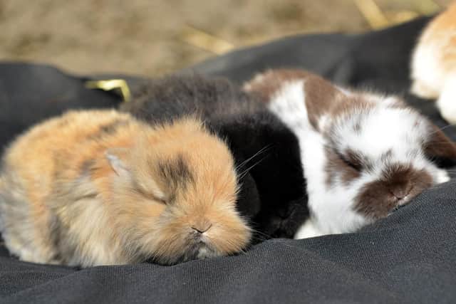 Sleepy time!