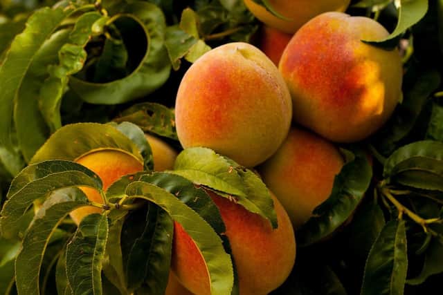 Many Brits might be surprised to learn that the stones and pits in apricots, cherries, plums and peaches contain deadly cyanide. Larger stones could be a choking hazard too, whilst the stems and leaves might also be poisonous.