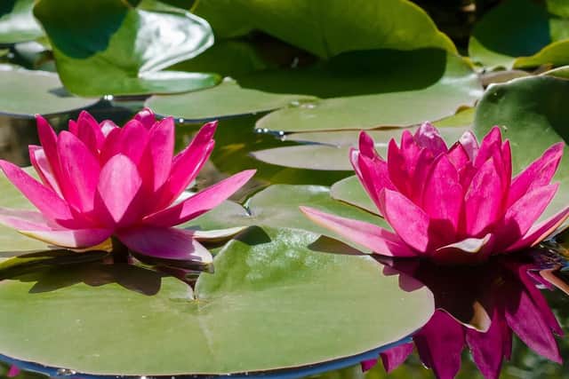 An exposed pond with vulnerable slopes could mean your dog slips, trips or jumps into the water when unattended and lead to all sorts of difficulties.
