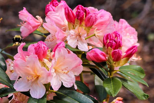 Tomatoes, potatoes, azaleas and lilies are just some of the common vegetables and flowers that can be deadly to dogs.