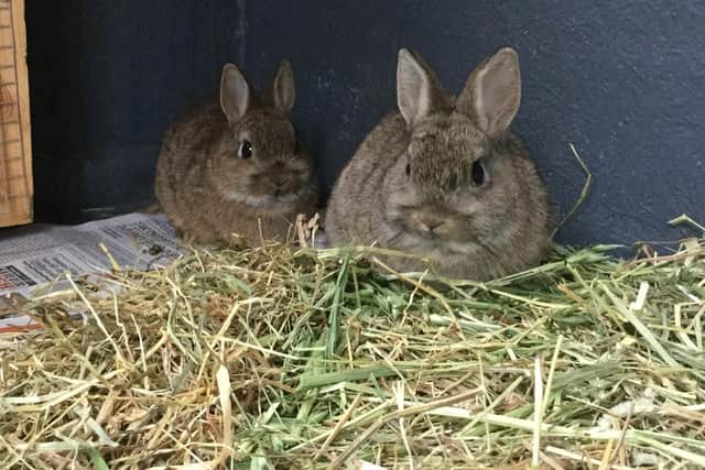 These cross Netherland dwarfs are are looking for a home together. Honey is cheeky and outgoing, while Willow is a little more quiet natured.
