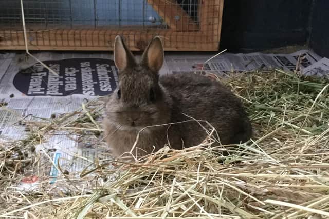 This cross Netherland dwarf is looking for a small breed neutered female companion. He is a confident boy with a cheeky side!