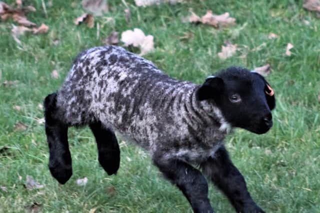 When you see these little newborn lambs you know that spring is here. An endearing shot snapped by Mark Fermer.
