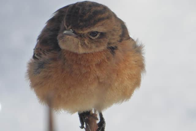 Janet Smith captured this endearing close-up of a stonechat fluffing up its feathers for warmth.