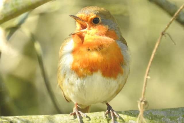 This robin is singing its heart out. A fabulous close-up captured by Melanie Tomlinson.