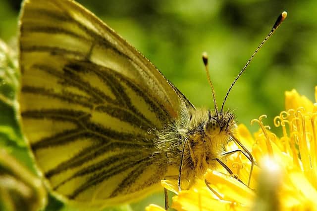 A striking close-up of a green veined white butterfly captured by John Bradburn.