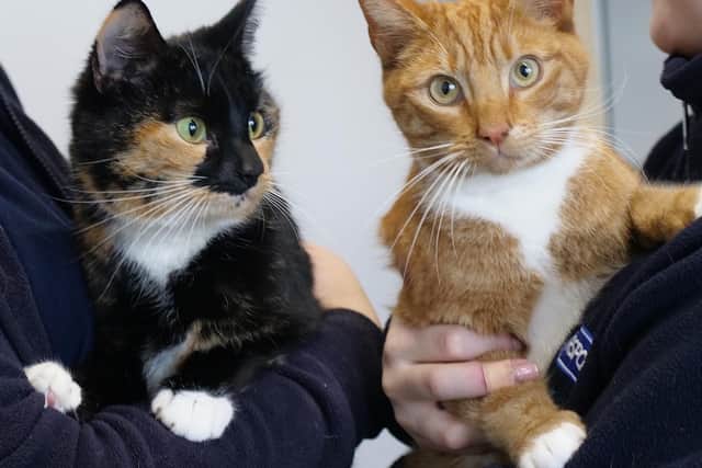 These two-year-old siblings have a very close bond and it would be great to re-home them as a pair. They are both a little nervous but are sweet and both enjoy attention but would benefit from a quieter home.