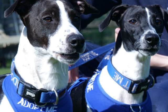 Oscar and Dexter are one-year-old Jack Russell terrier cross breeds. They are a fun loving pair of mischievous, playful boys who have bounds of energy and lots to say.