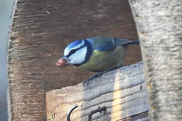 This bird is tackling a snack nearly as big as its head. Can you name it?