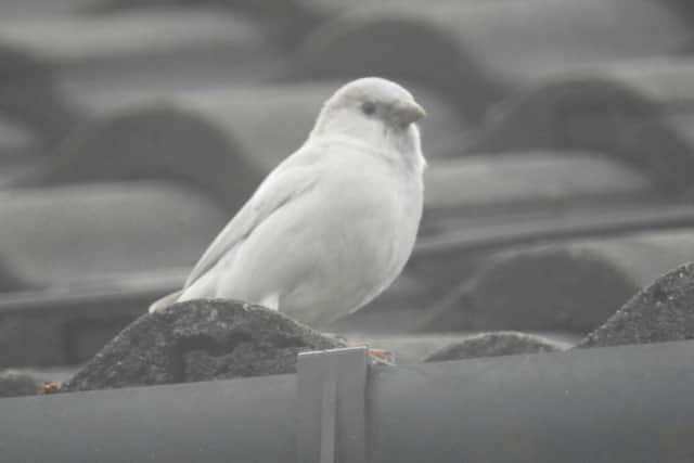 This is an unusual one, can you name it?
