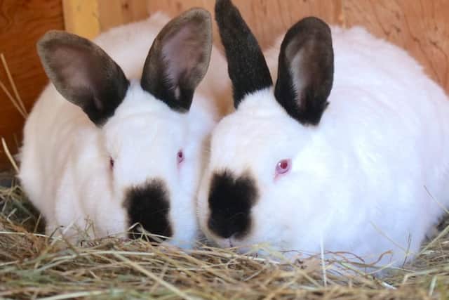 Himalayan four-year-old female and male rabbits Nutmeg & Harold have a very strong bond and need to rehomed together. They both have great personalities and their previous owner states Nutmeg & Harold do get bored and frustrated easily. They do need extra space (due to their large breed) with lots of toys/treat balls for stimulation.