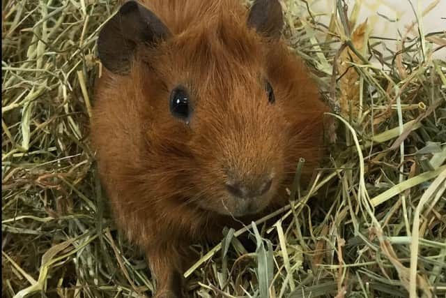 Mike, a three-month-old Abyssinian Guinea pig, is a lovely little boy. He is easy to handle and very inquisitive. Mike came into the centre because he wasnt getting on with his brother so he is looking for a female companion.