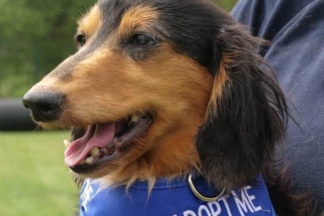 Eight-year-old dachshund Oliver has had to share his space all his life and now is desperate to have a quieter life, enjoying all the attention. Oliver is a cheeky little chap, full of character who loves his walks. He is quite needy and would benefit from someone being around most of the time.