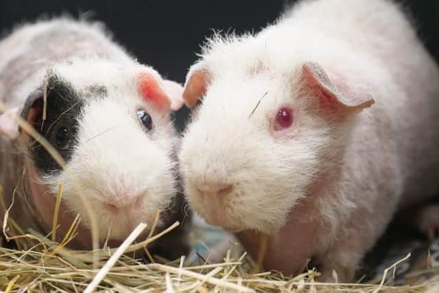Werewolf skinny pigs Buddy and Rick (three) are adorable, sweet, inquisitive little characters with a very strong bond and need to be rehomed together. They require lots of special care as they have very little fur. Buddy and Rick require a large indoor area, making it fun and interesting but also an area thats cosy and warm.