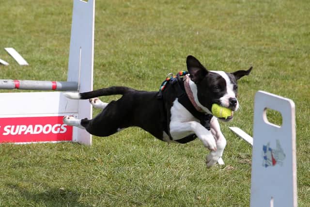 Cassie shows off her agility skills