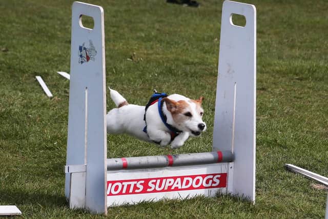 Dotty takes part in flyball, one of the main attractions of the day