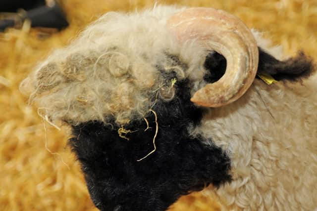 One of the very pretty Valais sheep.