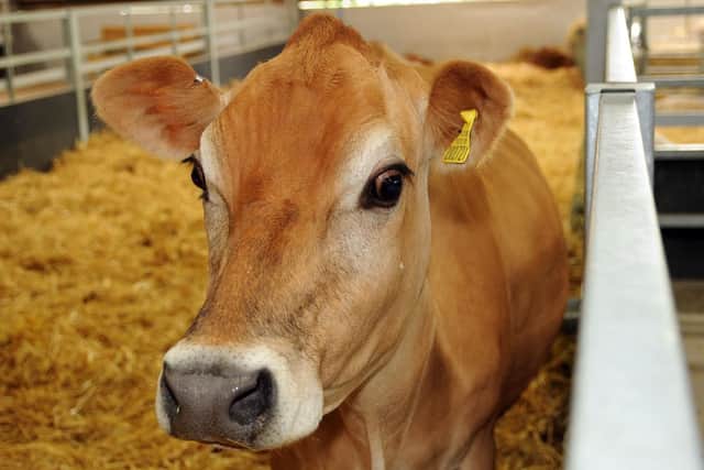 Jersey Cows are one of the most popular animals on the farm.