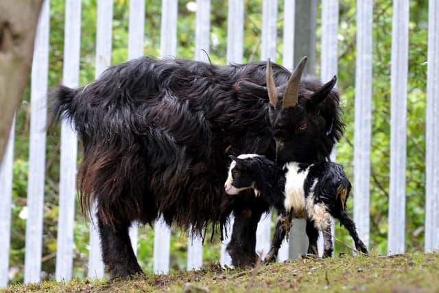 A newborn pygmy goat with mum Etty