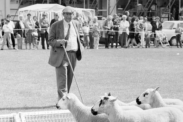 1990: Crowds gather at the Mansfield Carnival to watch this gent rounding up his sheep. Was this a timed event? Did you watch it?