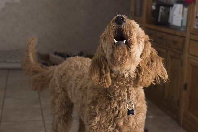 117 noise complaints were made in relation to barking dogs