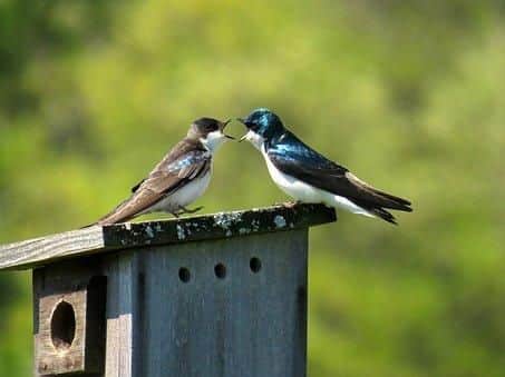 Eight noise complaints were made about birds last year