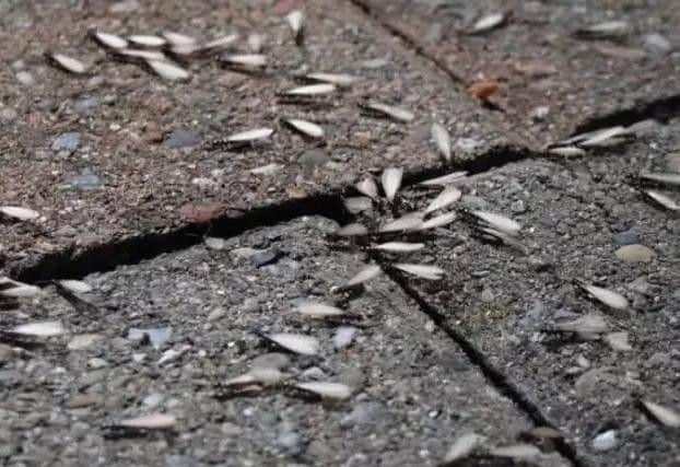 Flying ants can cover surfaces