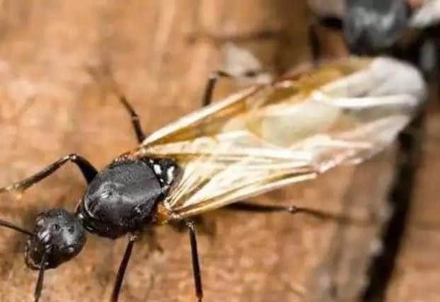 'Flying ant day' could be early this year.