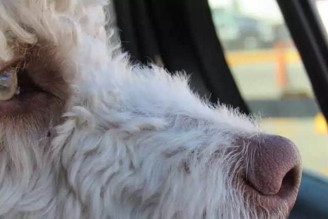Dogs die in hot cars