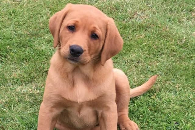 Welcome to the force, Travis! Picture: Nottinghamshire Police.