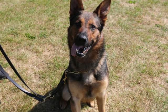 PD Monty, a three-year-old German Shepherd.