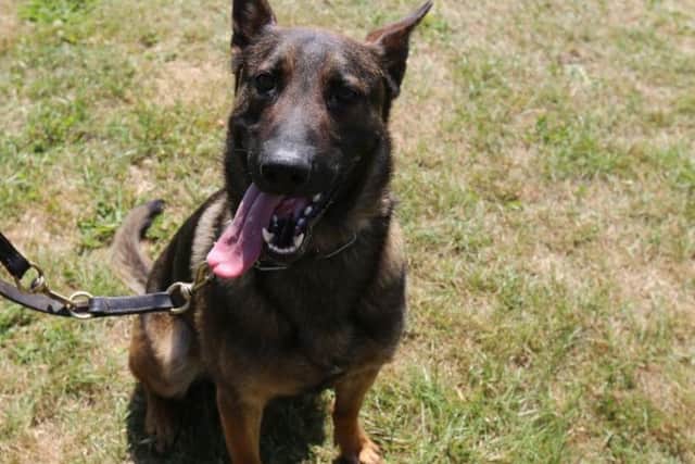 PD Wolf is a 15-month-old German Shepherd X Malinois