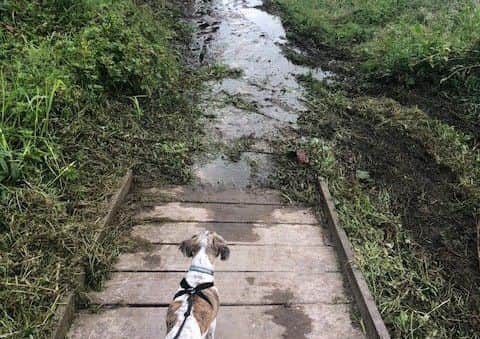 Reader Paul Nightingale's dog was unable to access the Maul Valley Trail because of the severe mud that has developed.