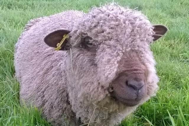 A sheep pre-sheer at Manor Farm
