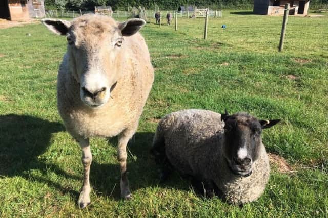 Two of Manor Farm's finest sheep pose for the camera.