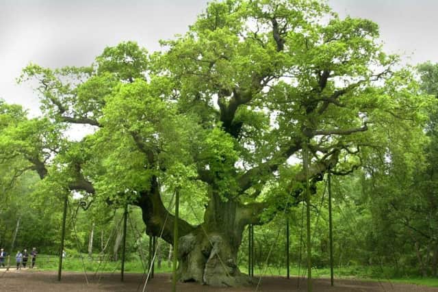 The Major Oak is a major draw to the area.