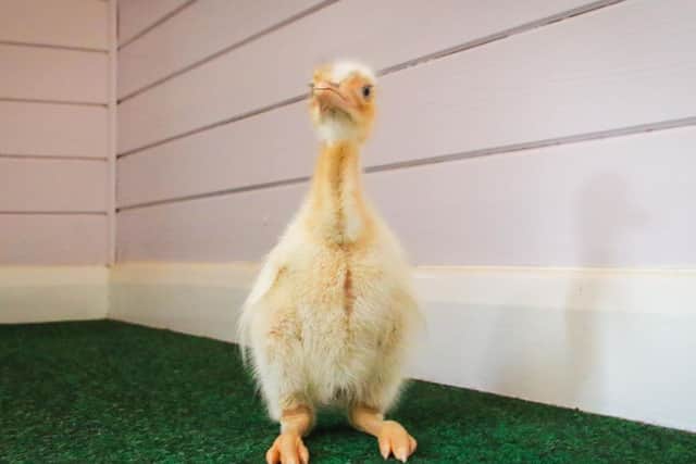 The new baby rhea