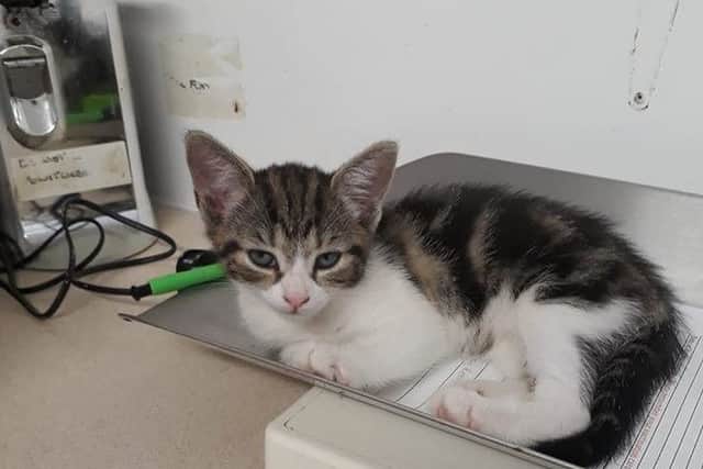 'Lucky' is now housed at Woodland Nook Cat Rescue in Swanwick.
