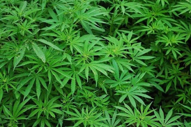 A man has been arrested after police found 145 cannabis plants at a Mansfield property