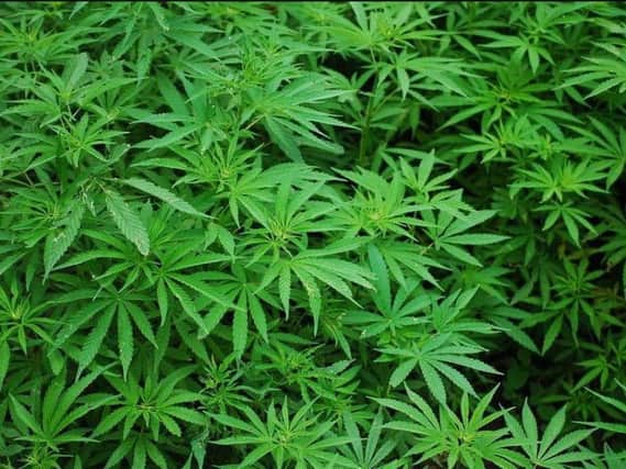 A man has been arrested after police found 145 cannabis plants at a Mansfield property