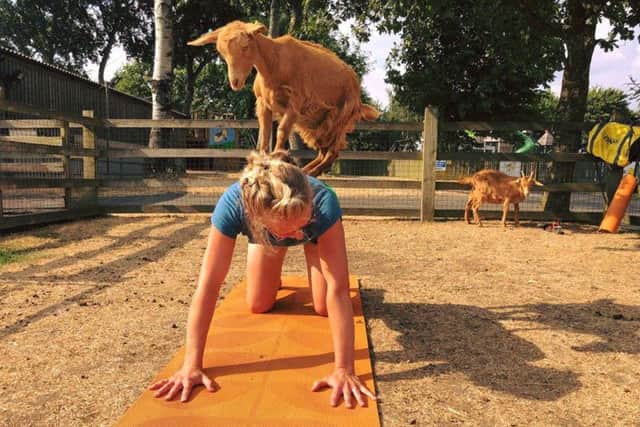 Polly with one of the large goats at the farm.