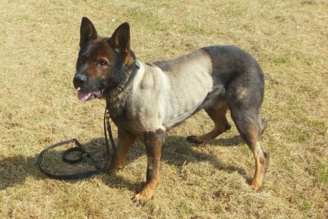 Police Dog Axle is doing well.