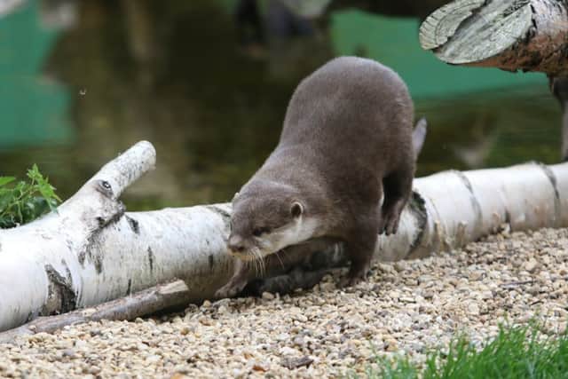 An Otter in the new enclosure