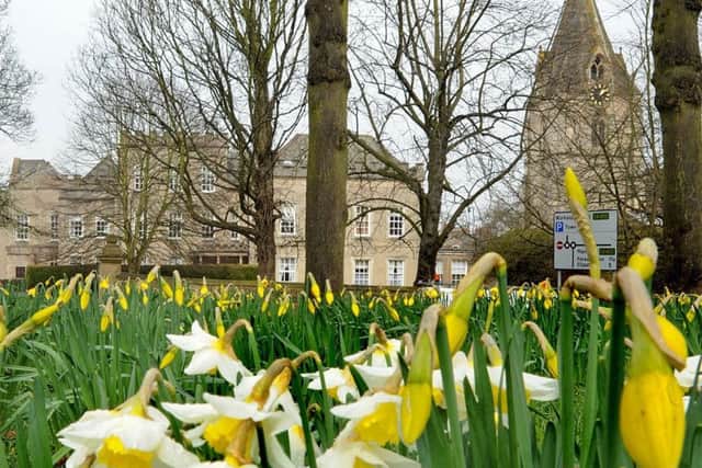 Daffodils start to spring to life on Yeoman Park in Mansfield Woodhouse.