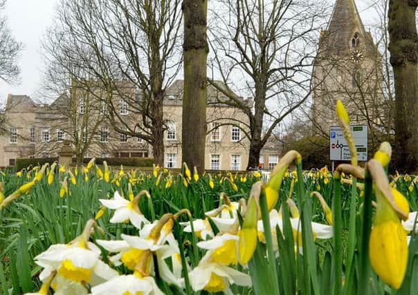 Daffodils start to spring to life on Yeoman Park in Mansfield Woodhouse.
