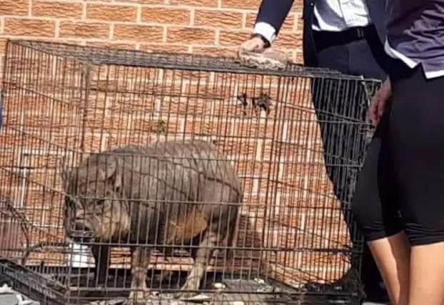 Boczek the pig