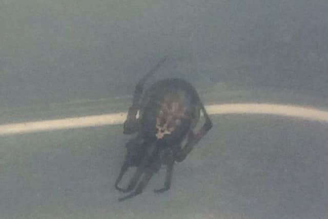 This picture of a spider was shared with us on social media.