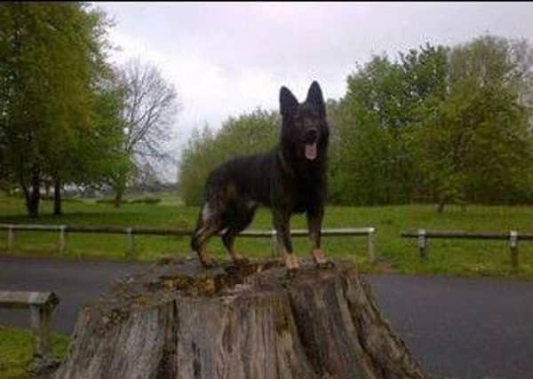 Notts police dog Loki has died
